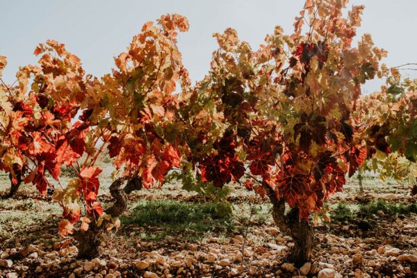 cepa-viñedo-rioja