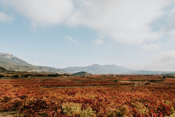 panoramica-viñedo-rioja