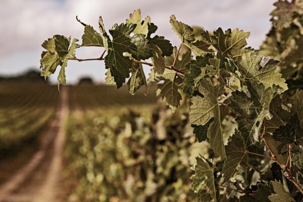 parra-rioja-viñedo