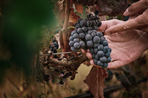 uva-rioja-tempranillo-viñedo