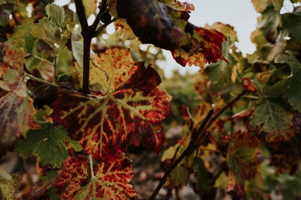 viñedo-rioja-hoja