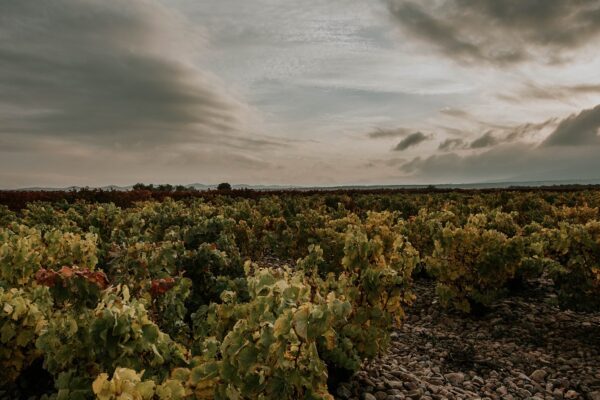 viñedo-rioja-oriental-cantos-rodados